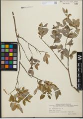 Foto von Salix kochiana Trautv.